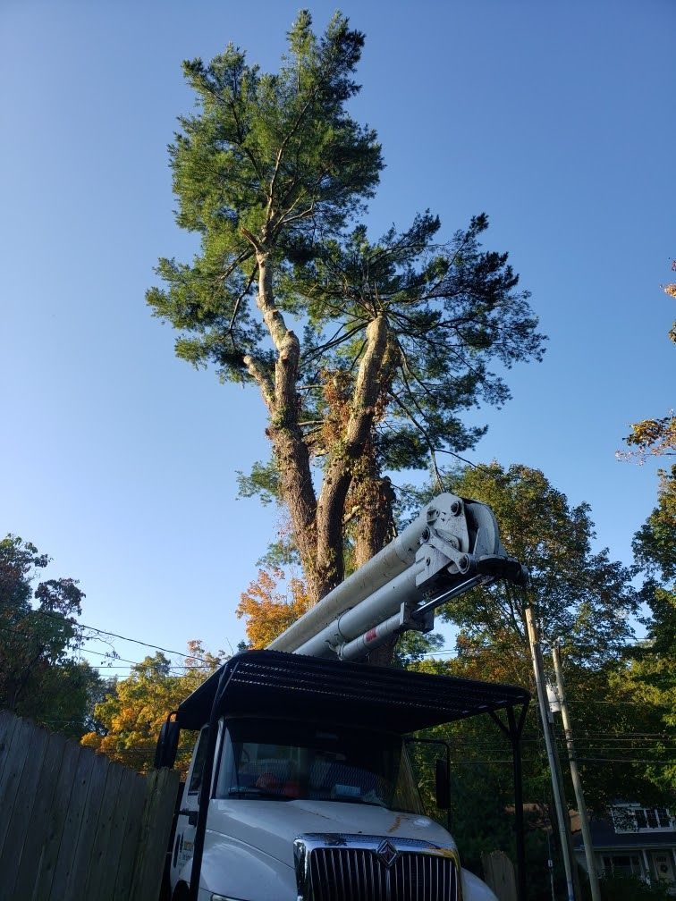 white tree service truck