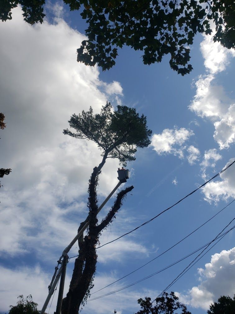 tree service view from the ground