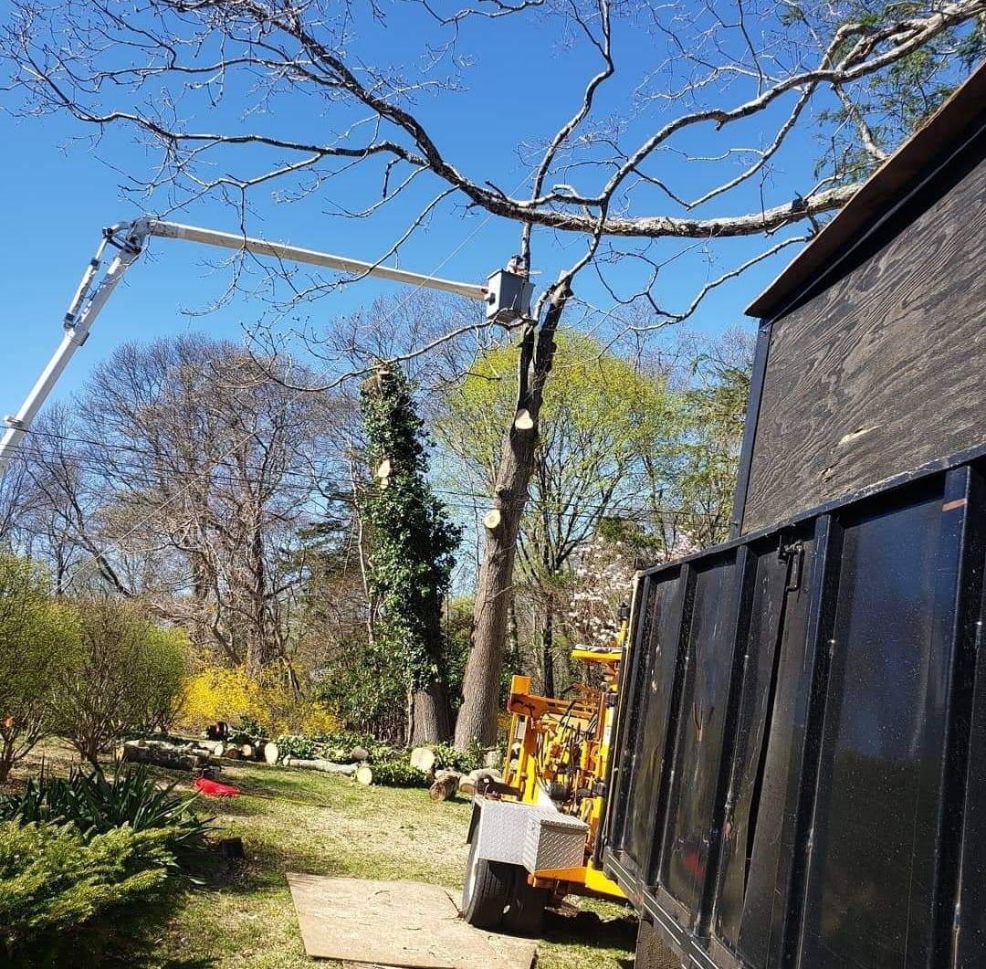 tree being chopped on a property