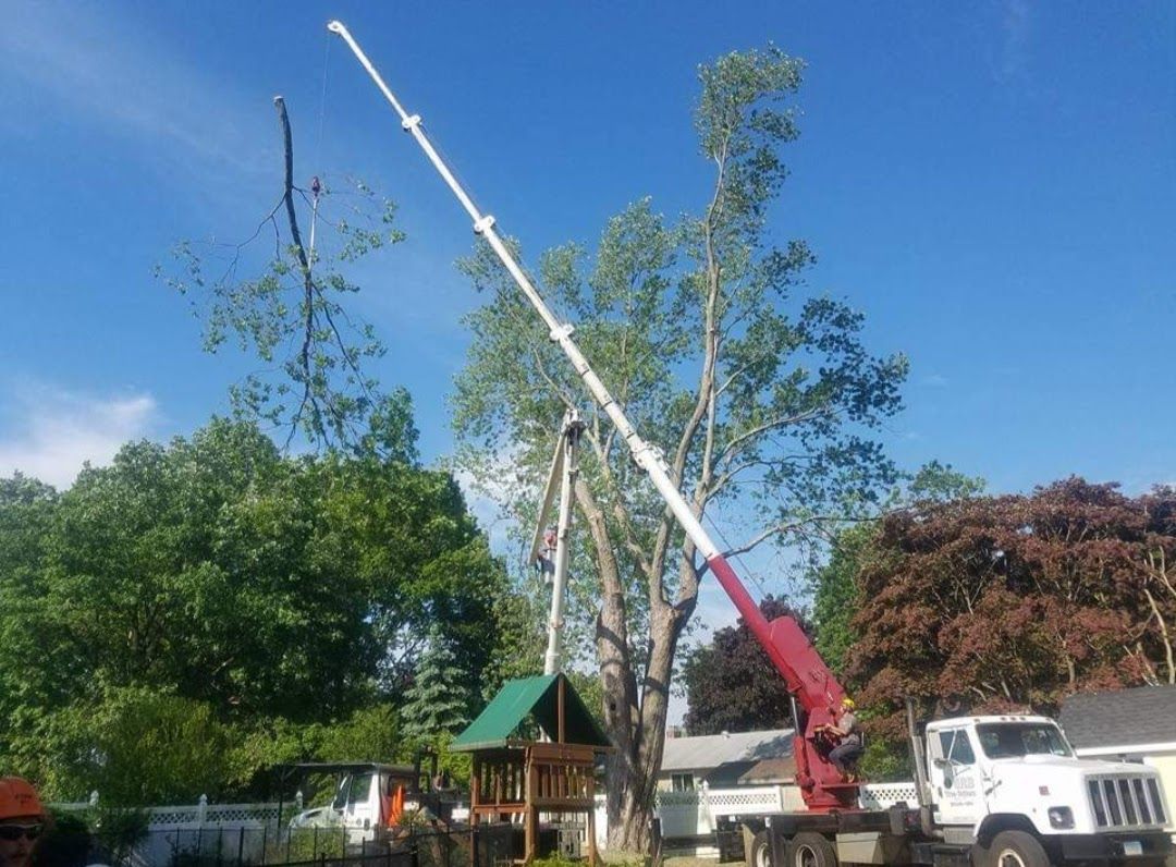 huge part of a tree being chopped