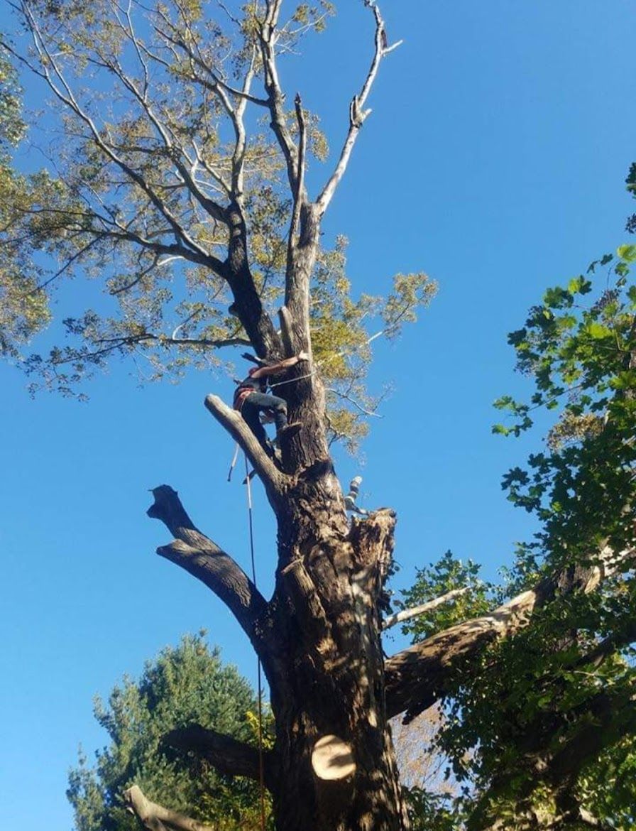 tree service expert
