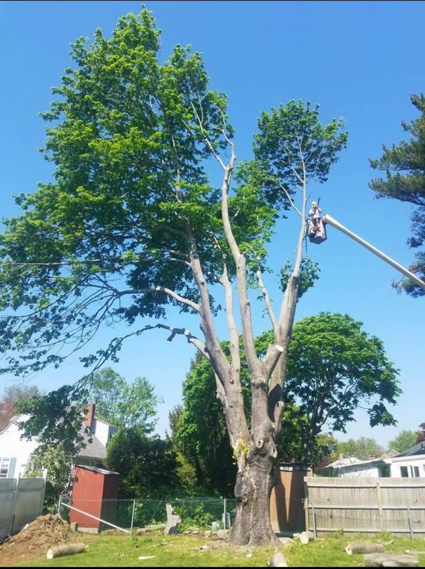 a huge part of a tree being chopped