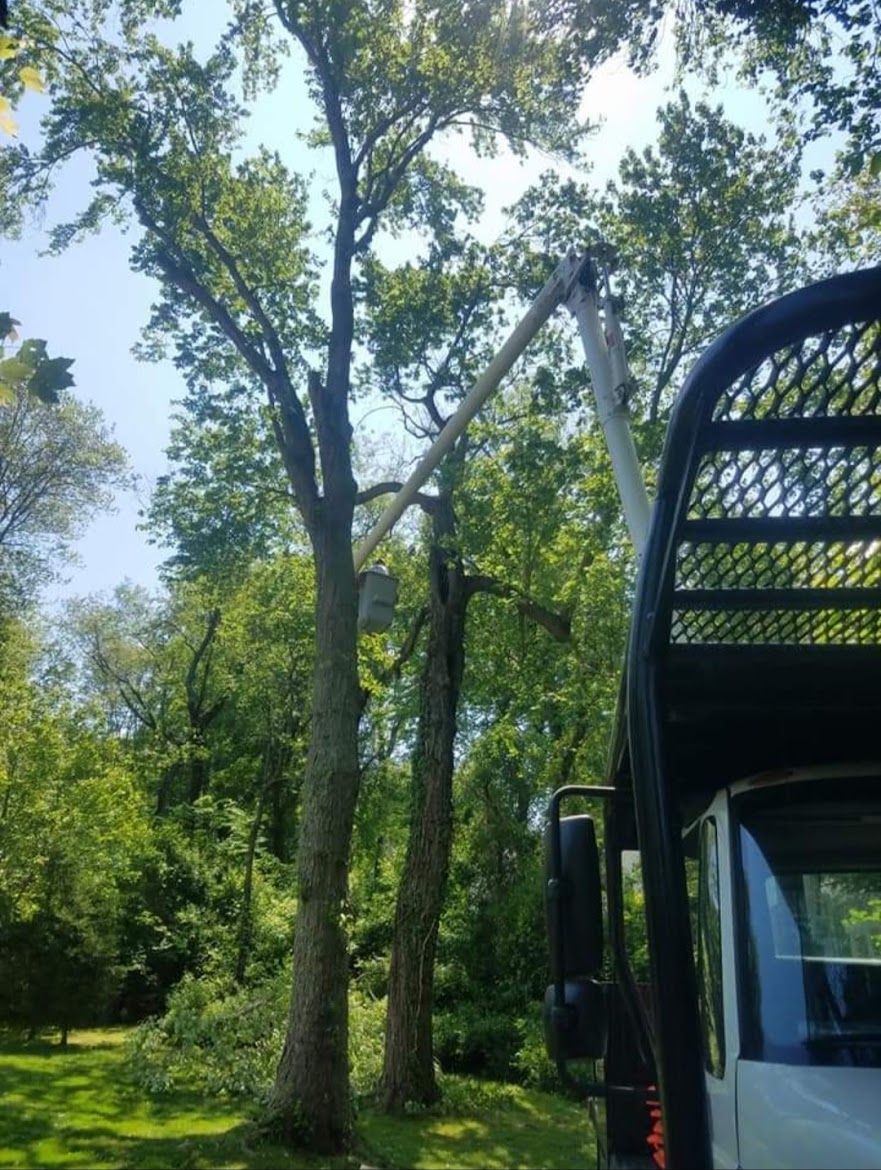 chopping a large tree