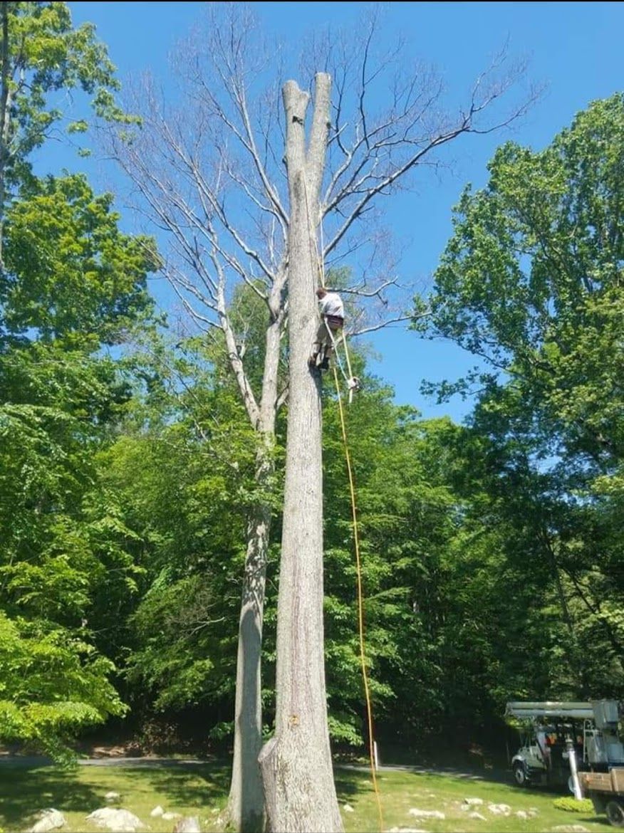 tree service expert working
