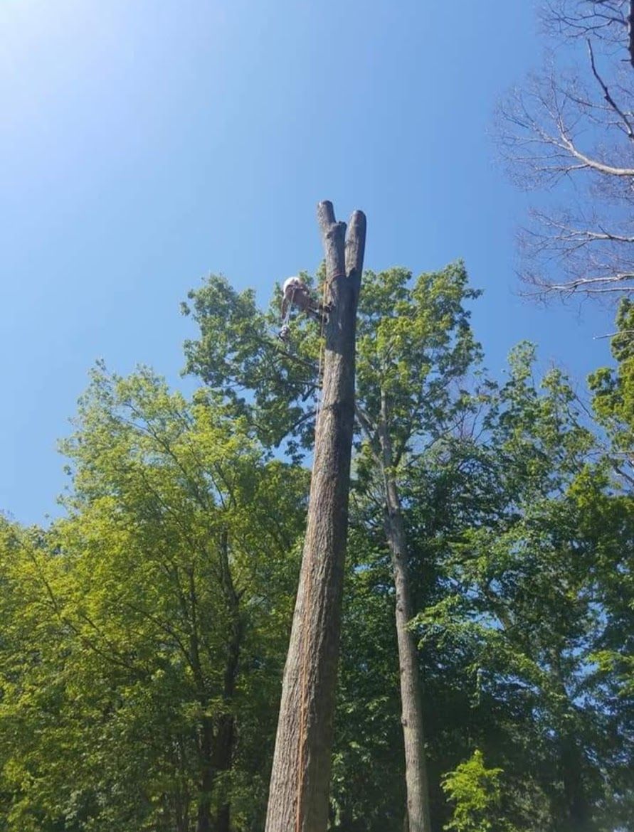 tree service expert chopping a large tree