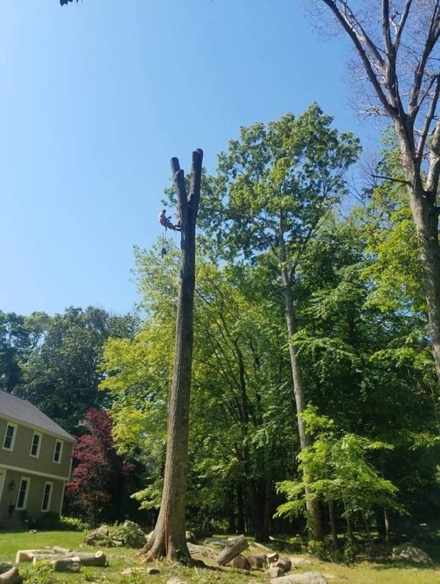 tree service expert cutting a large tree