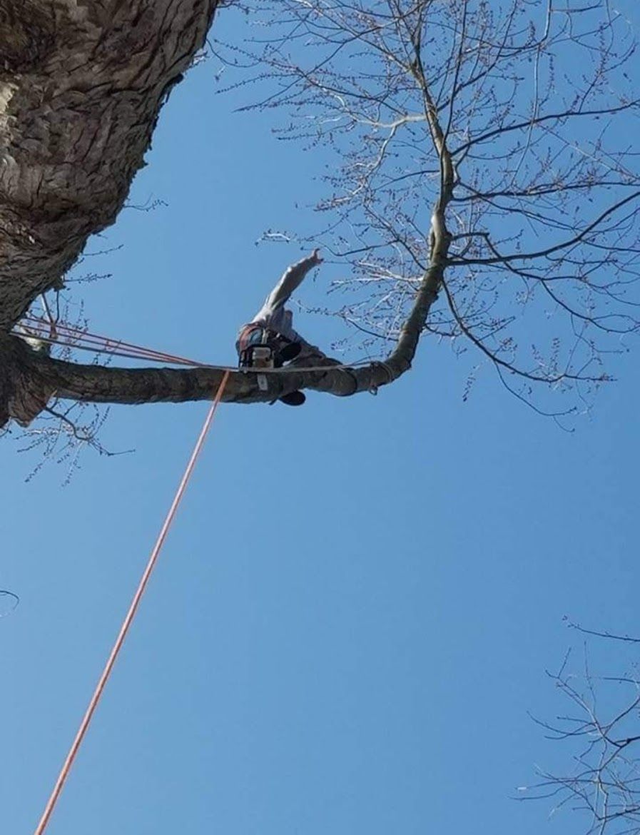 tree service expert cutting a tree branch