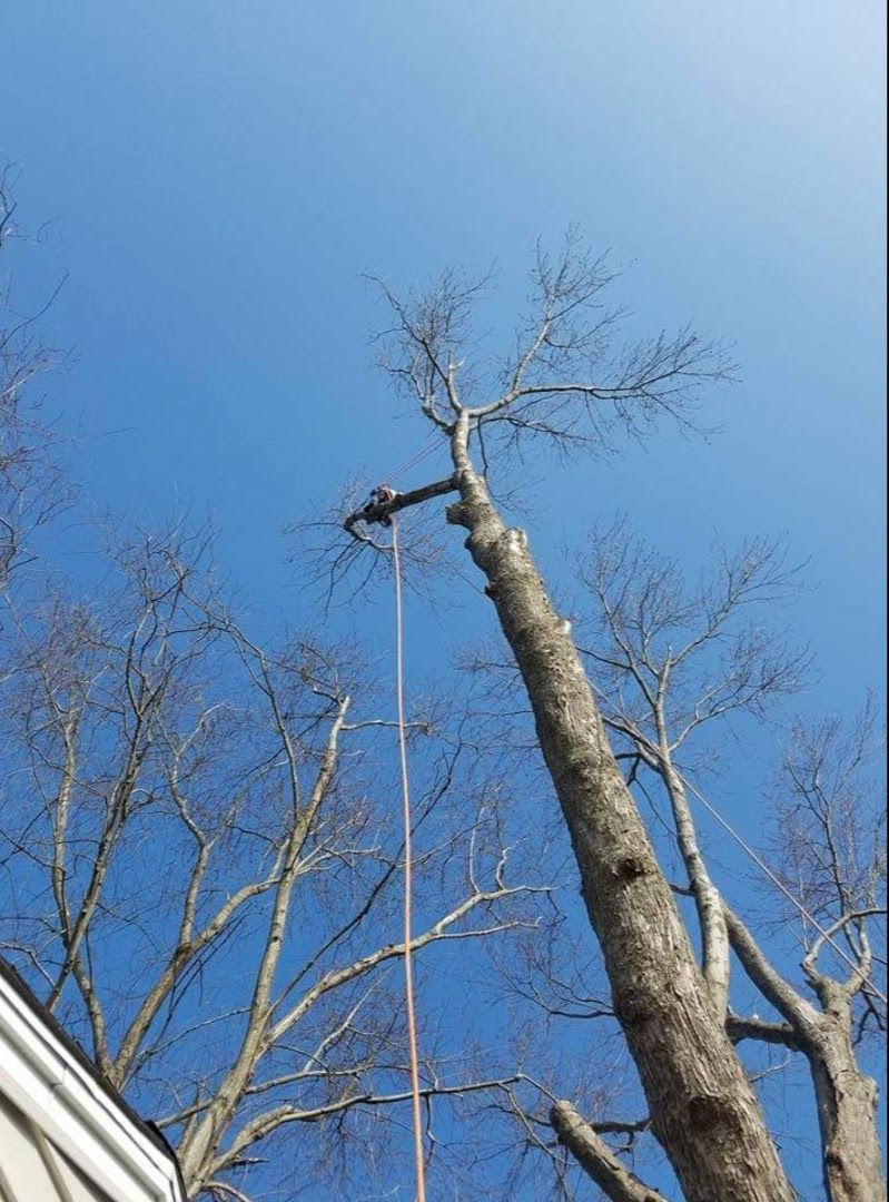 tree service expert cutting a tall tree