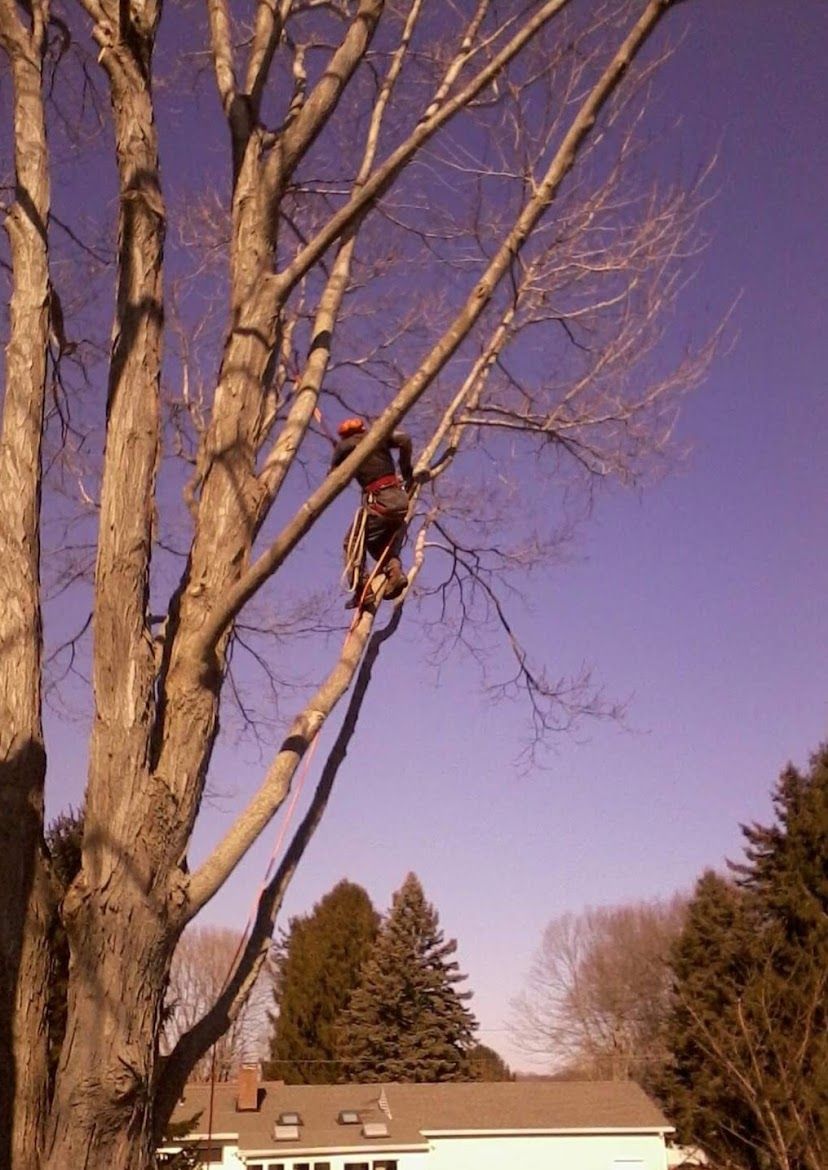tree service professional cutting a tall tree