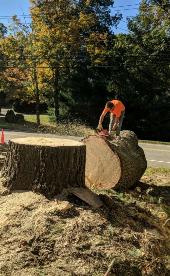 tree service professional working on large tree stumps