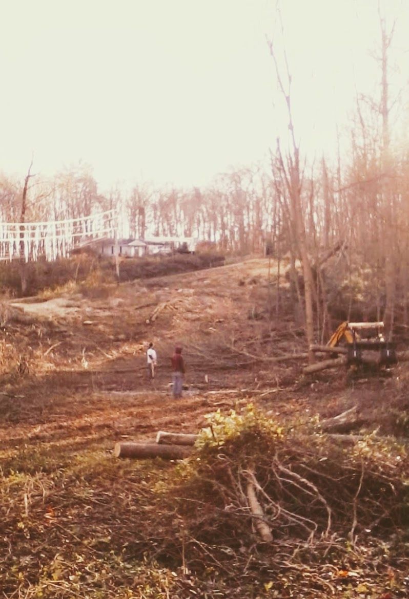 a property with chopped trees