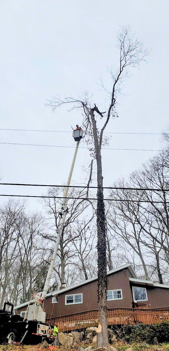 tree service professional working on a tall tree