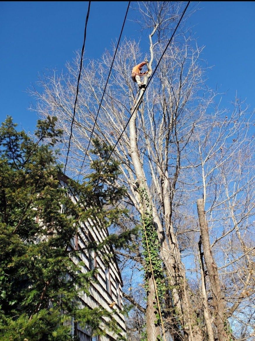 tree service expert working on a tall tree