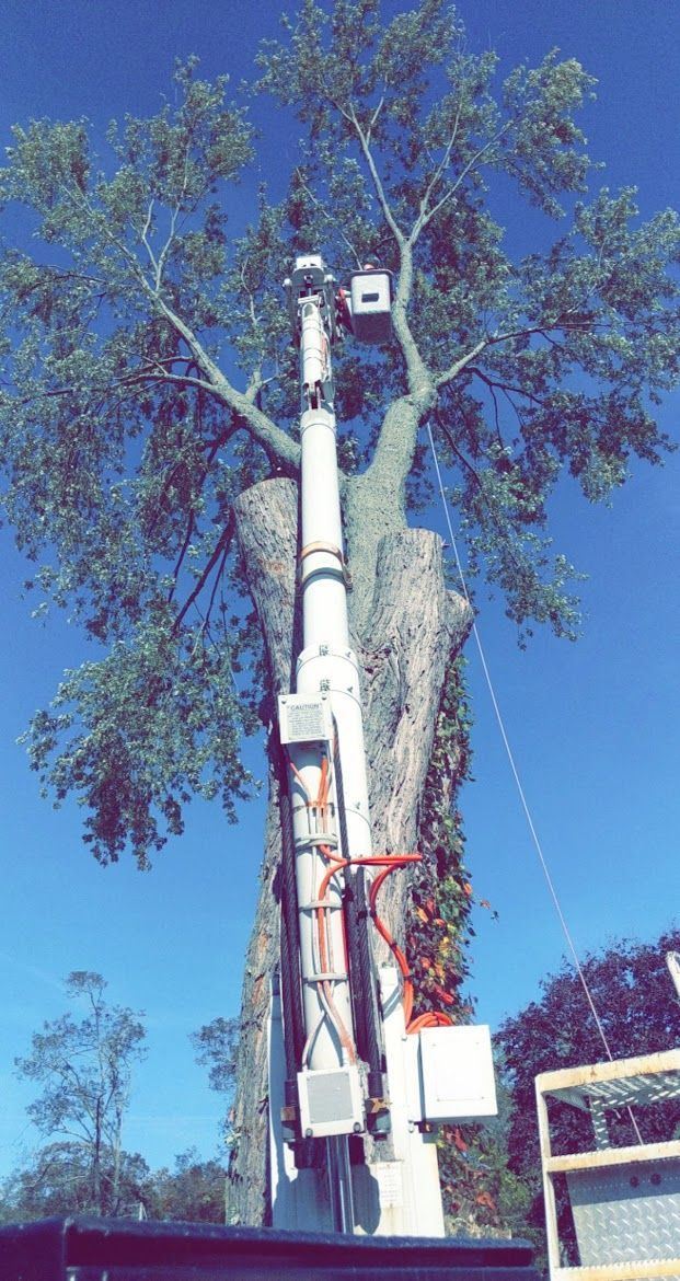 white tree service truck chopping a tree