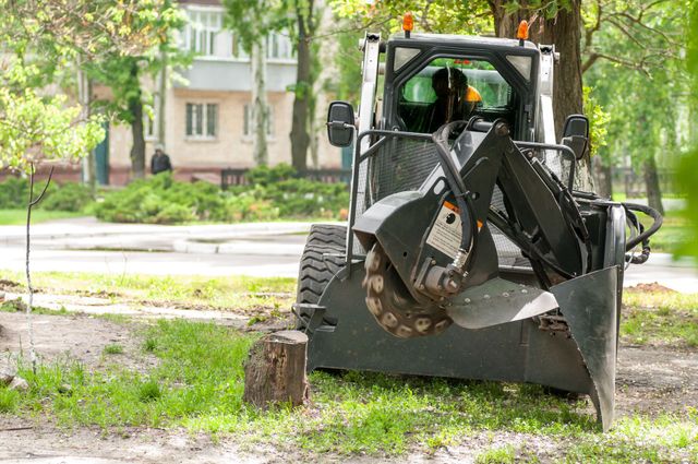 local tree removal companies