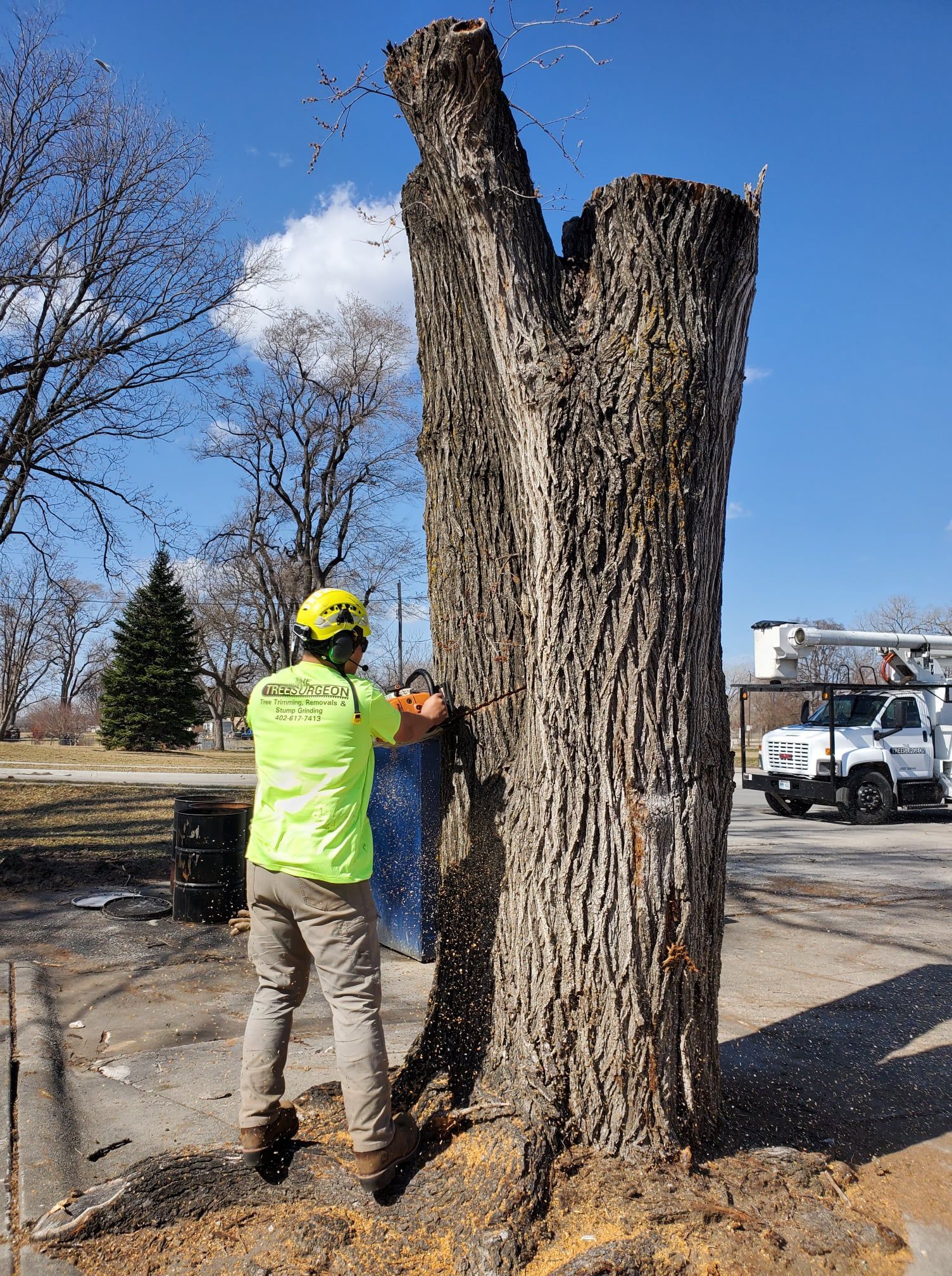 The Tree Surgeon