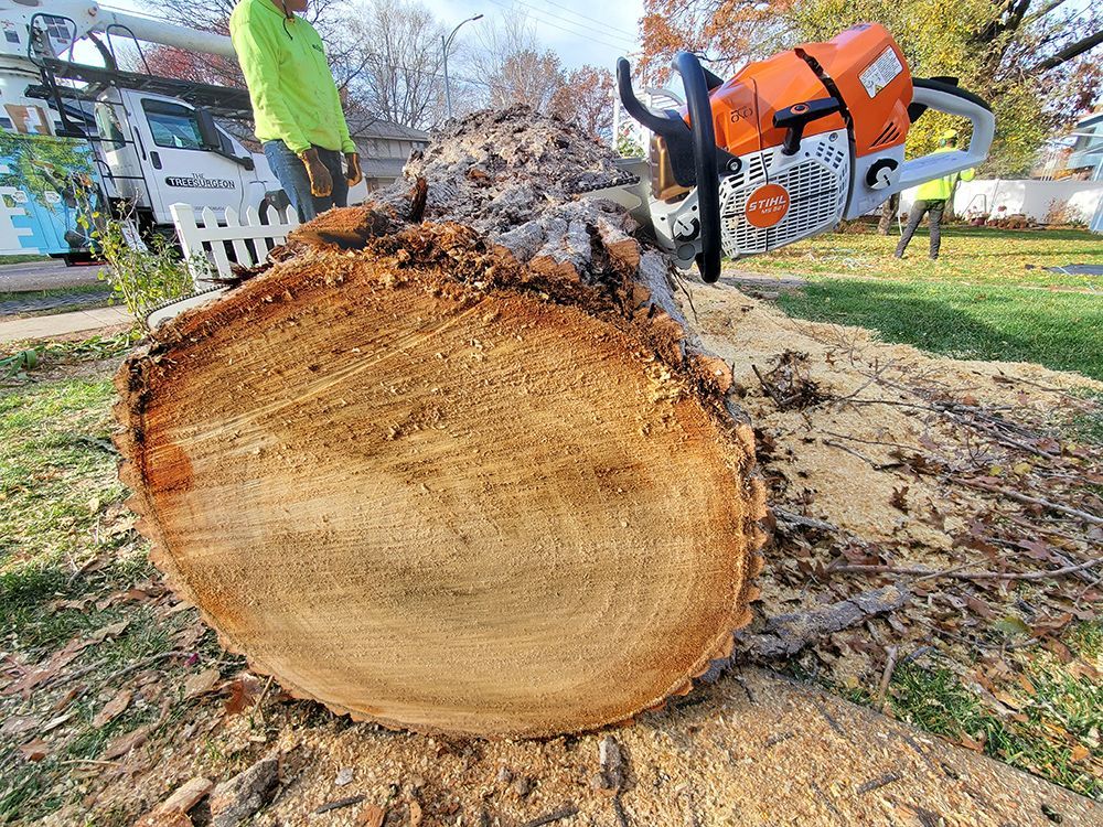 Chainsaw cutting a tree trunk.  Man in green vest. Outdoors.  Sawdust visible.
