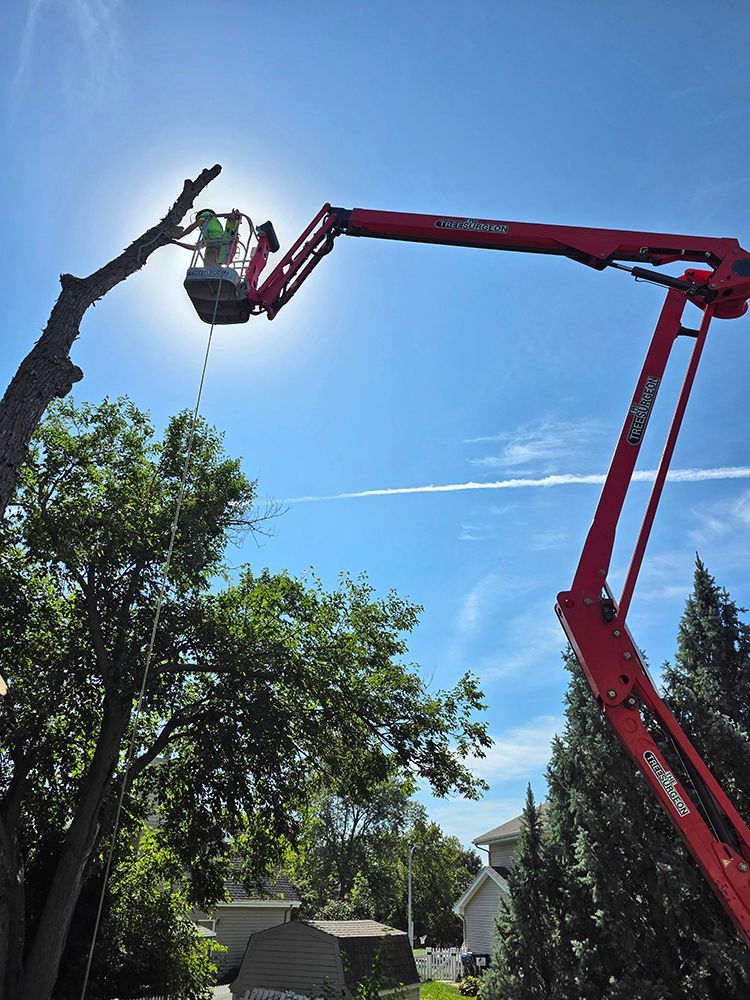 Arborist trimming a tree from a red lift in bright sunshine.