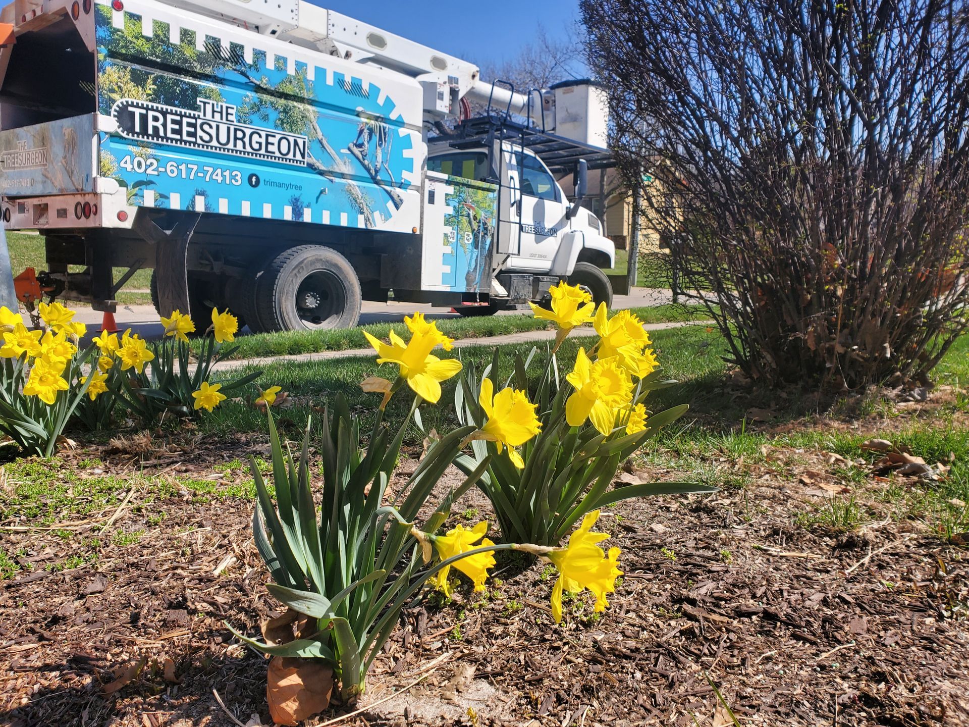 Yellow daffodils bloom in front of a tree service truck on a sunny day.