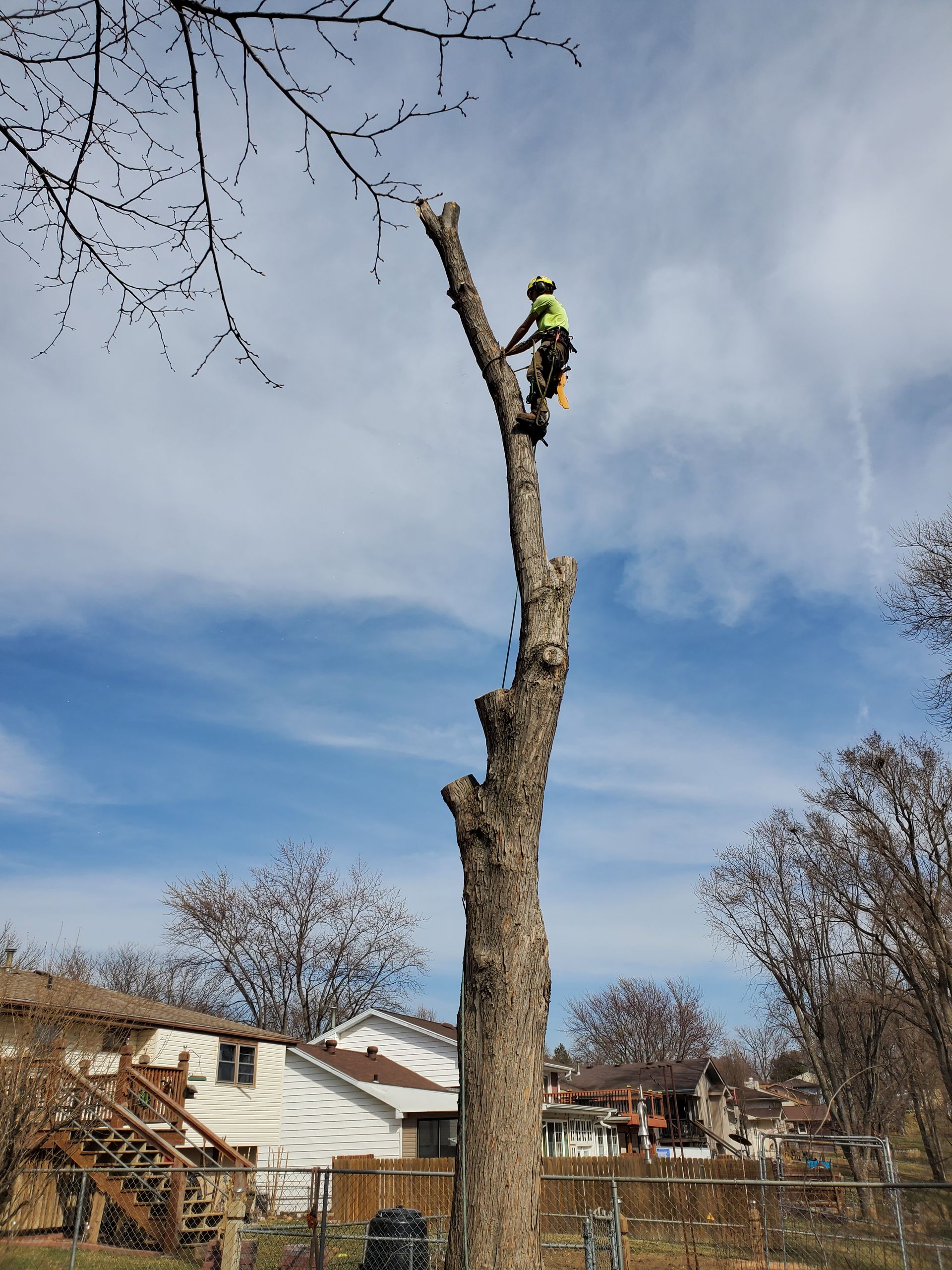 Arborist in safety gear atop tall tree, cutting branches under cloudy sky.