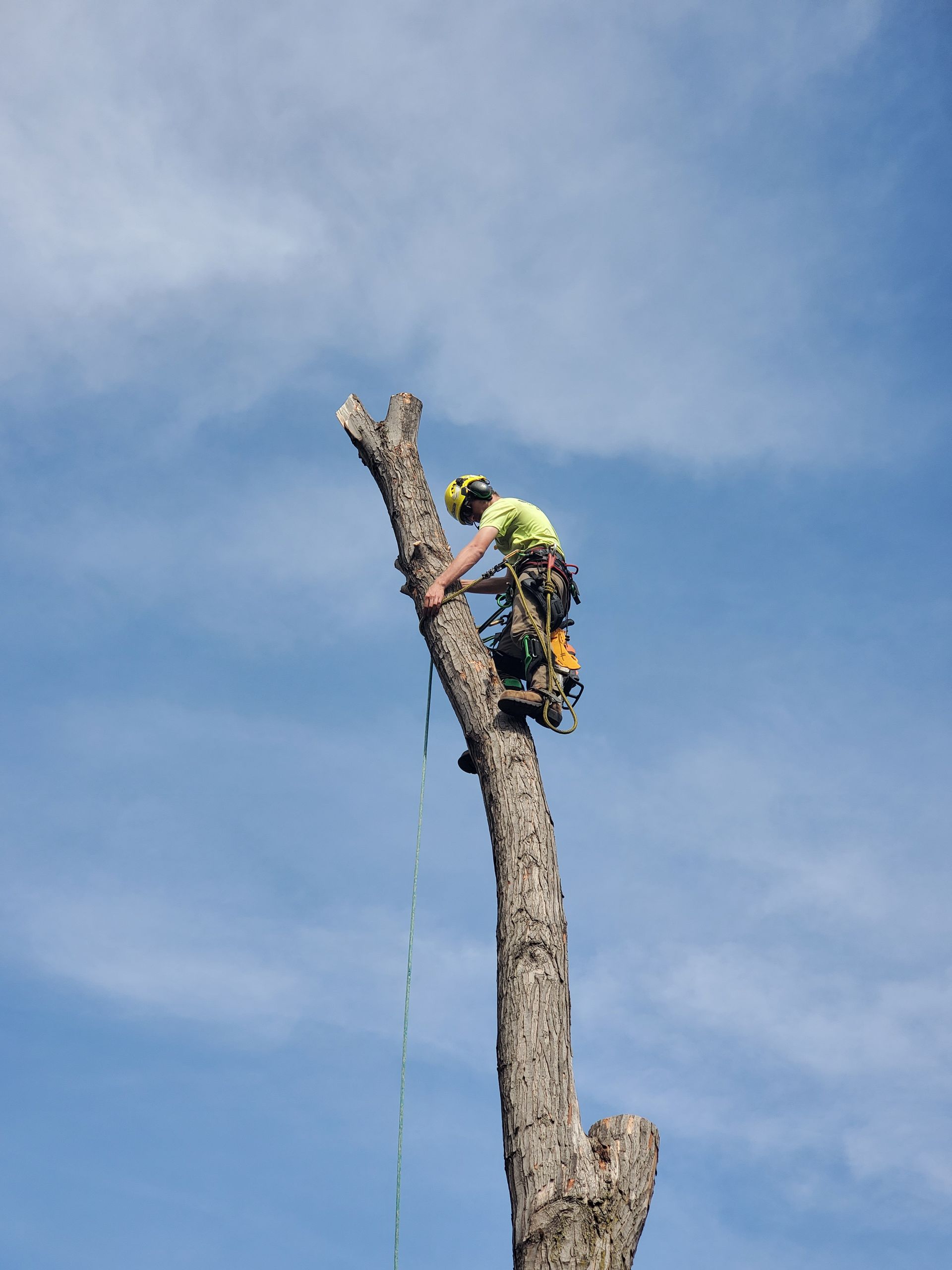 Arborist in safety gear on a tall tree trunk, blue sky background.