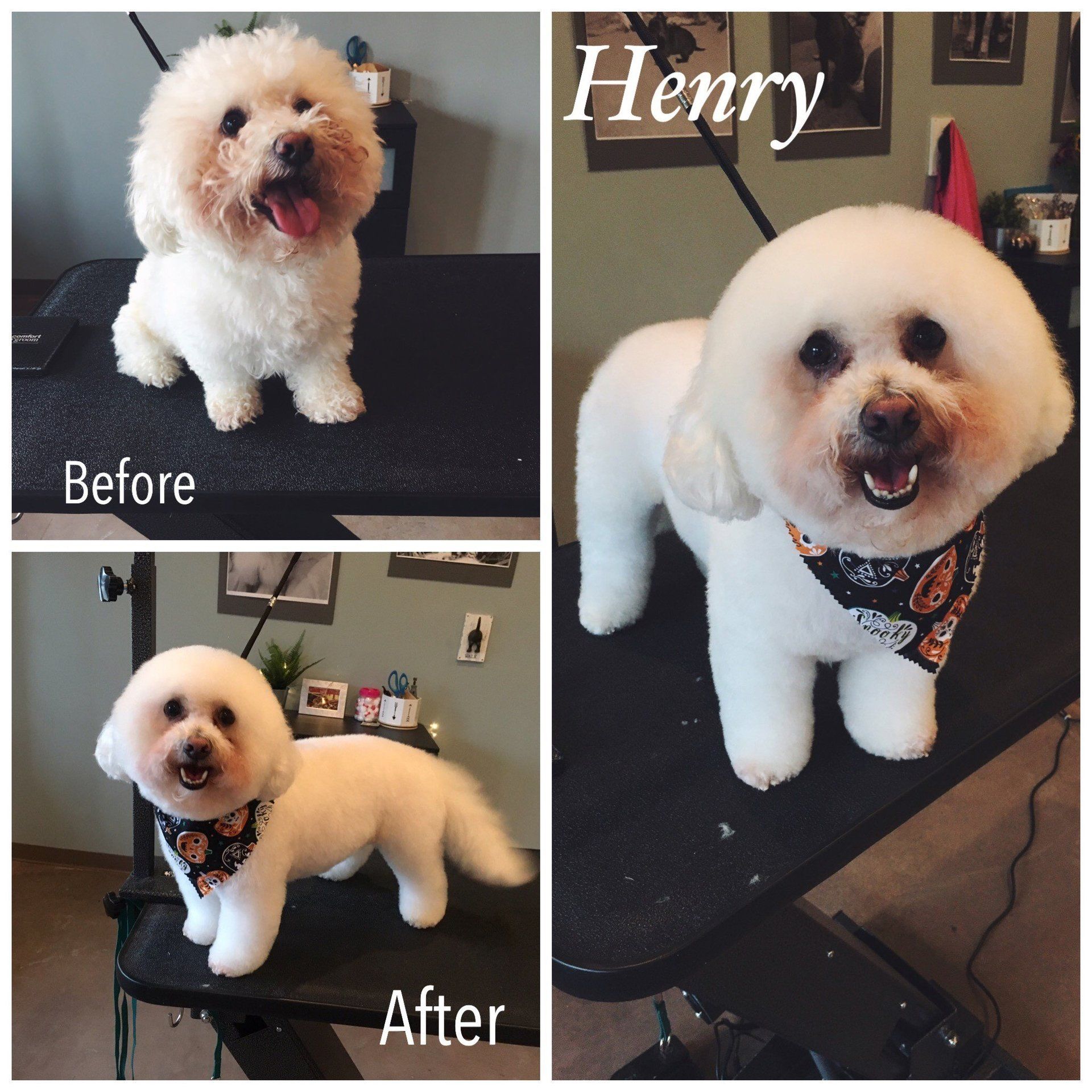 Urban Dog Day Spa Photo Gallery Miamisburg, OH