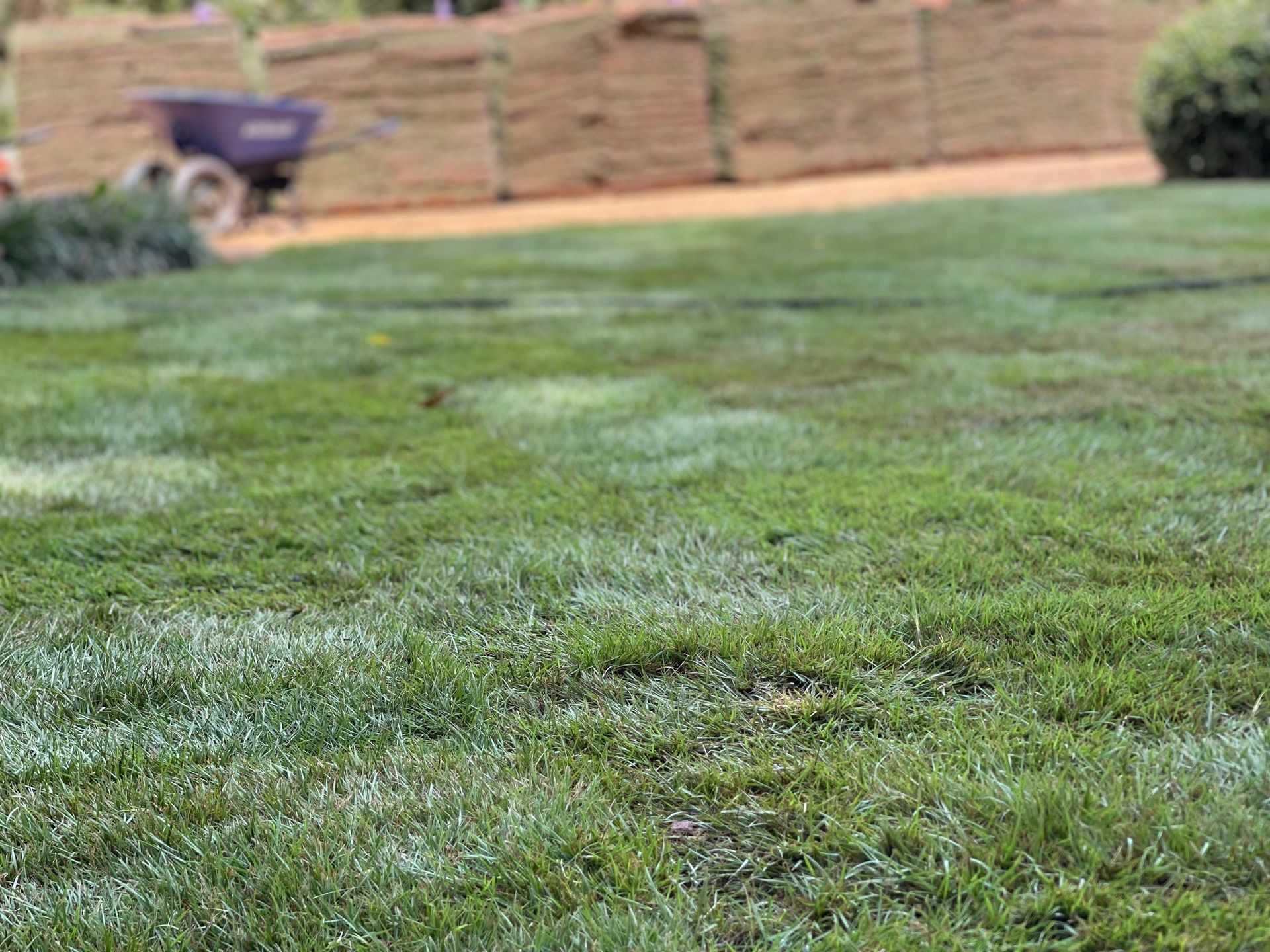 A lush green lawn with a wheelbarrow in the background.