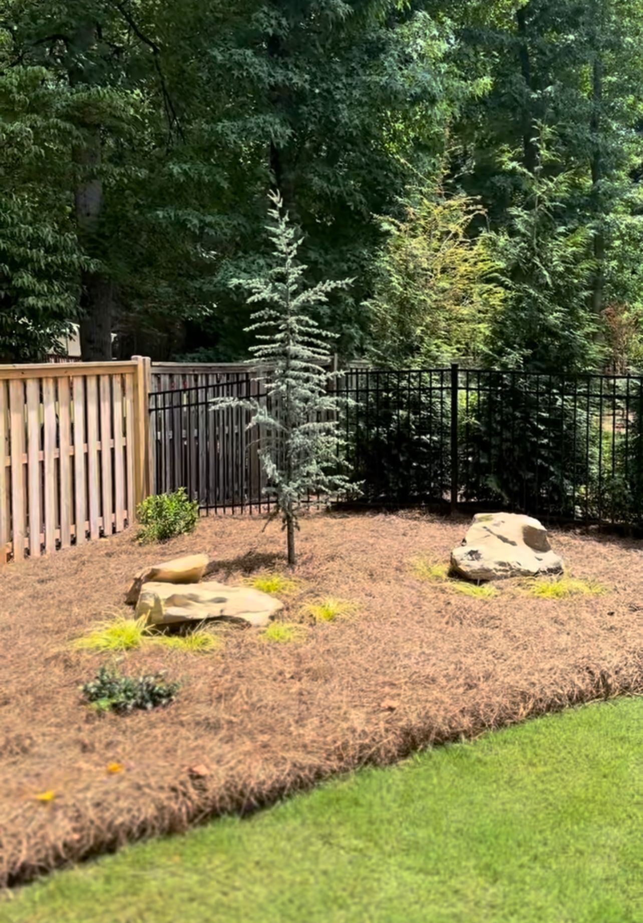 A backyard with a fence , trees , rocks and mulch.