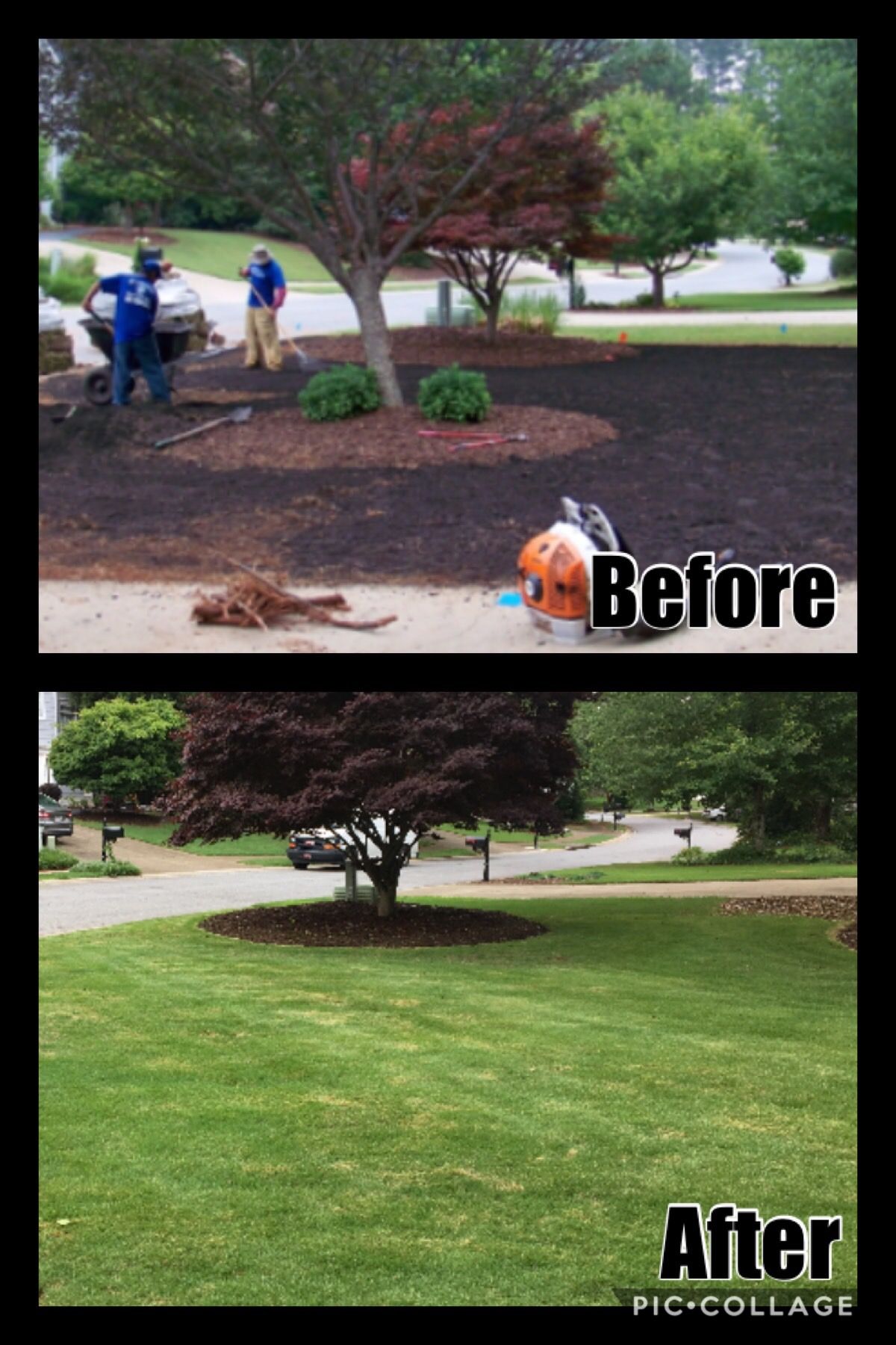 A before and after picture of a lawn with a tree in the middle.