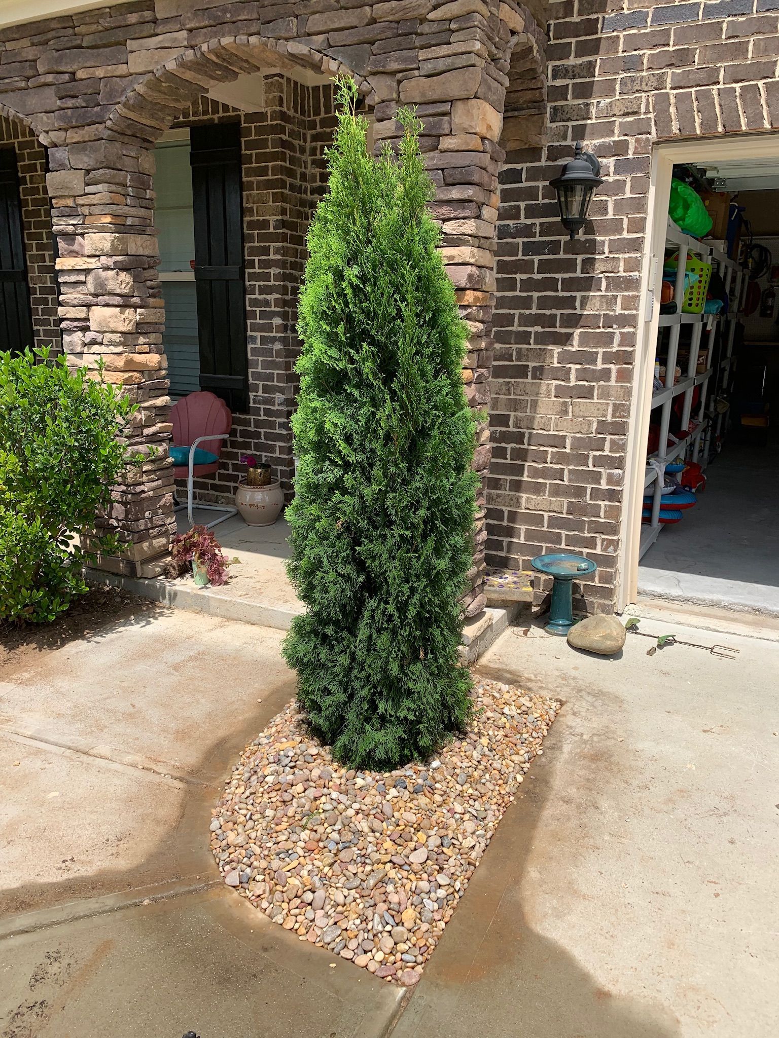 A large green tree is sitting in front of a brick building.