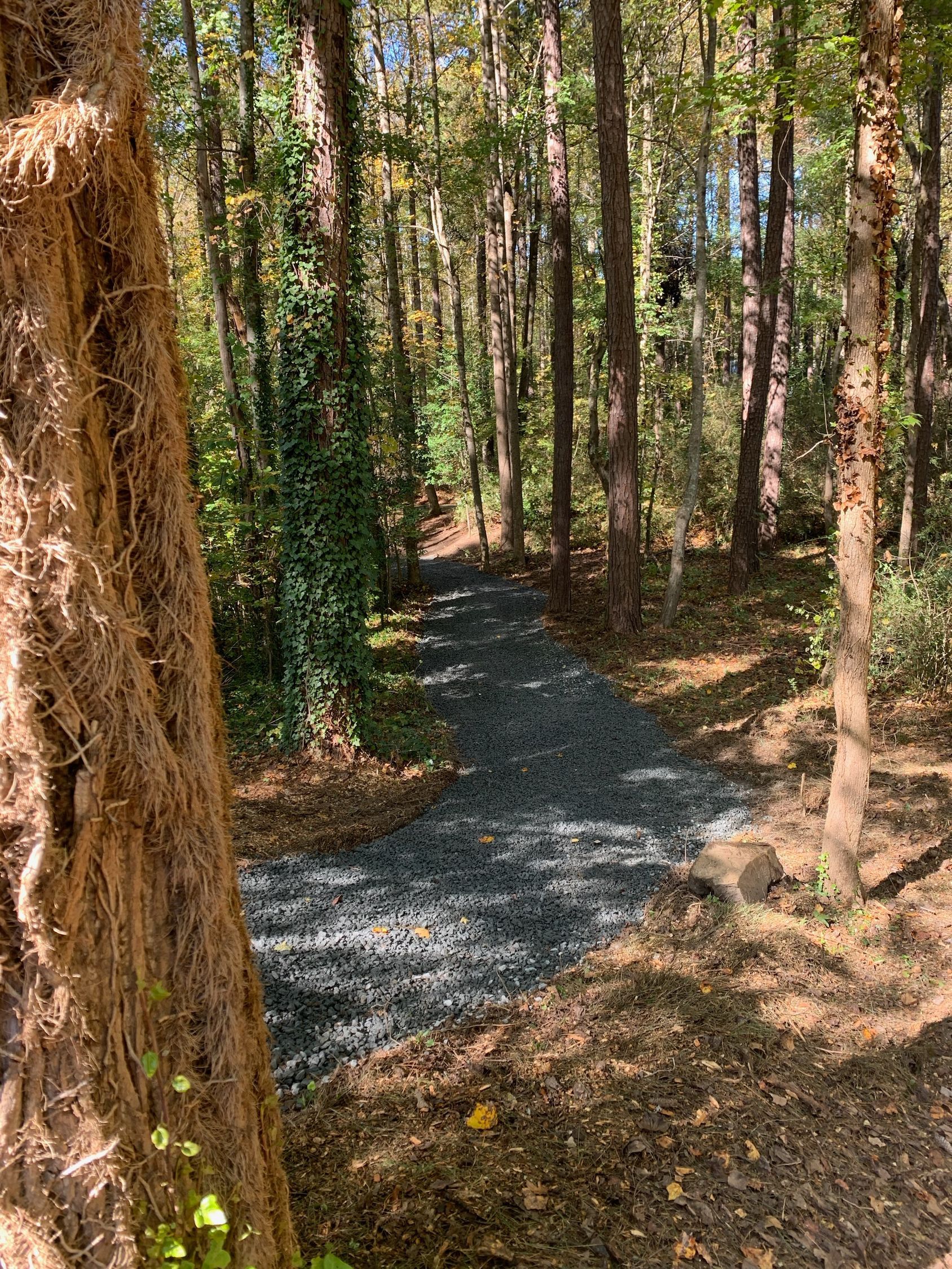 A dirt road in the middle of a forest surrounded by trees.