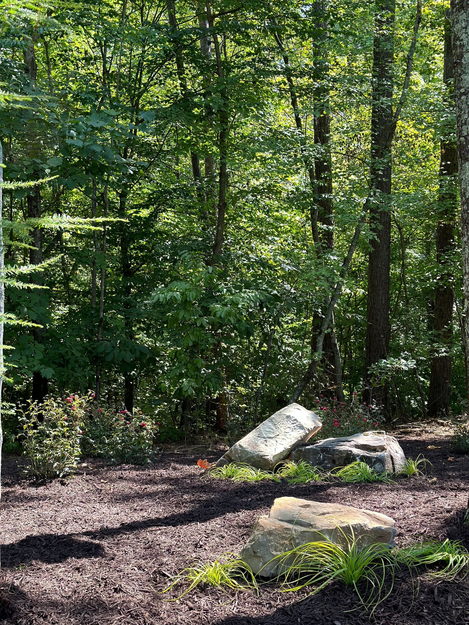 There are rocks in the middle of the woods.