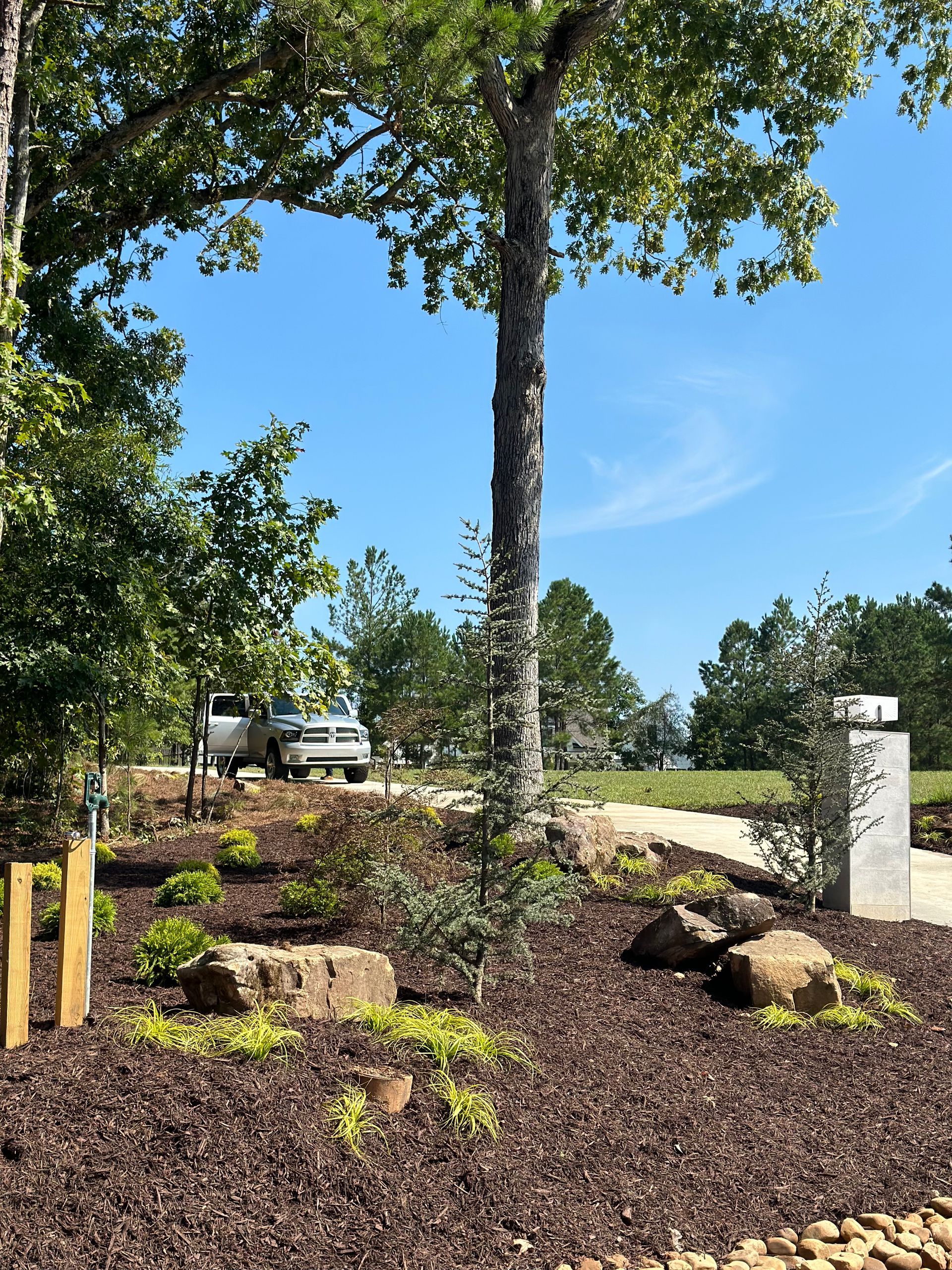 A tree in the middle of a garden with a blue sky in the background.