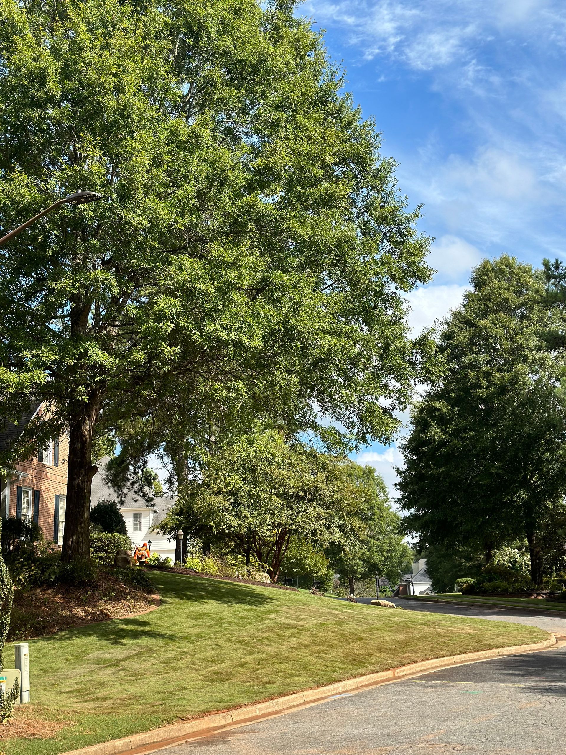 A row of trees along the side of a road in a residential neighborhood.