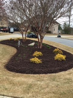 A lush green lawn with a tree in the middle of it.