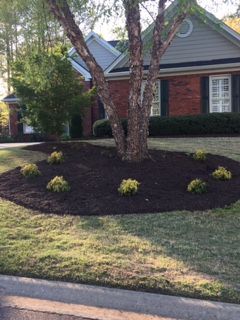 A tree in the middle of a lush green lawn in front of a house.