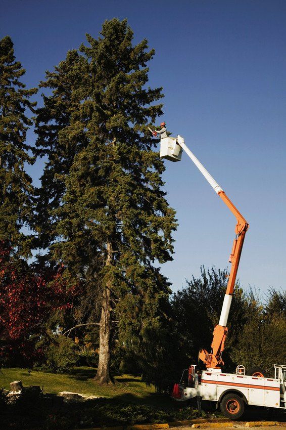 Tree services