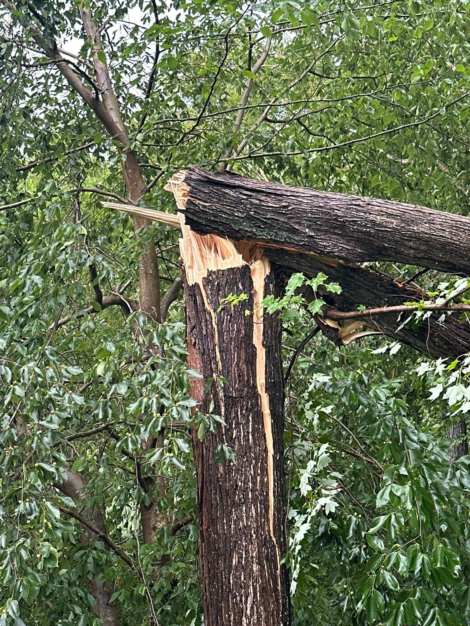 A tree trunk with rough, dark bark has broken near the top, revealing light-colored wood amidst surrounding green foliage.