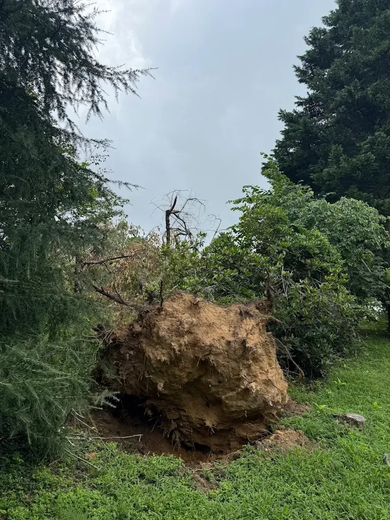 A large tree has been uprooted, exposing its soil-covered root ball amidst green grass and surrounding trees.
