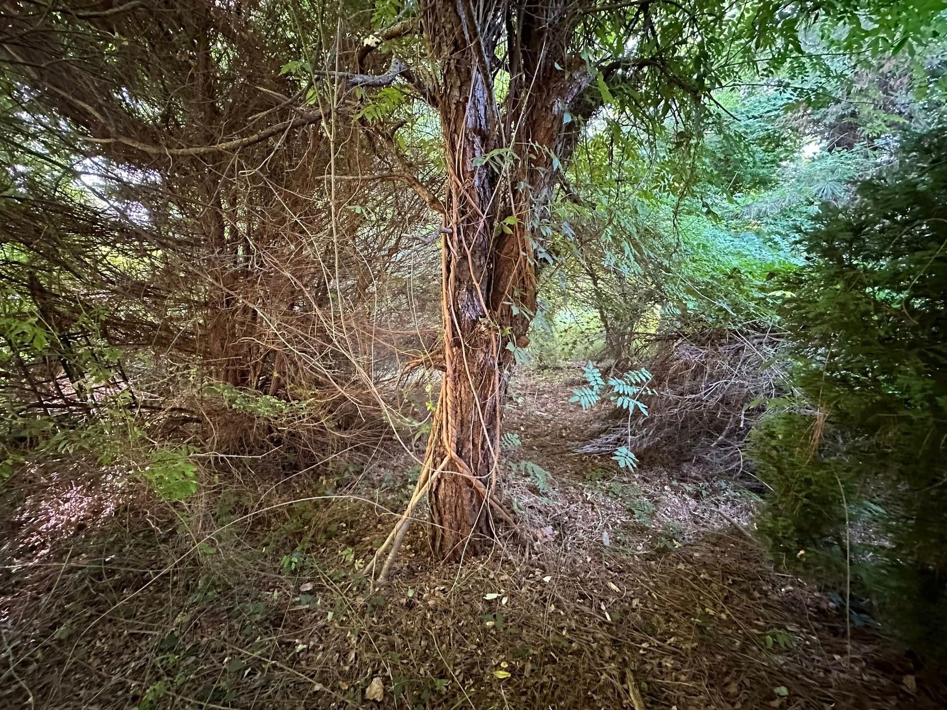A sunlit, dense forest scene featuring a rugged tree trunk surrounded by thick undergrowth and dappled light.