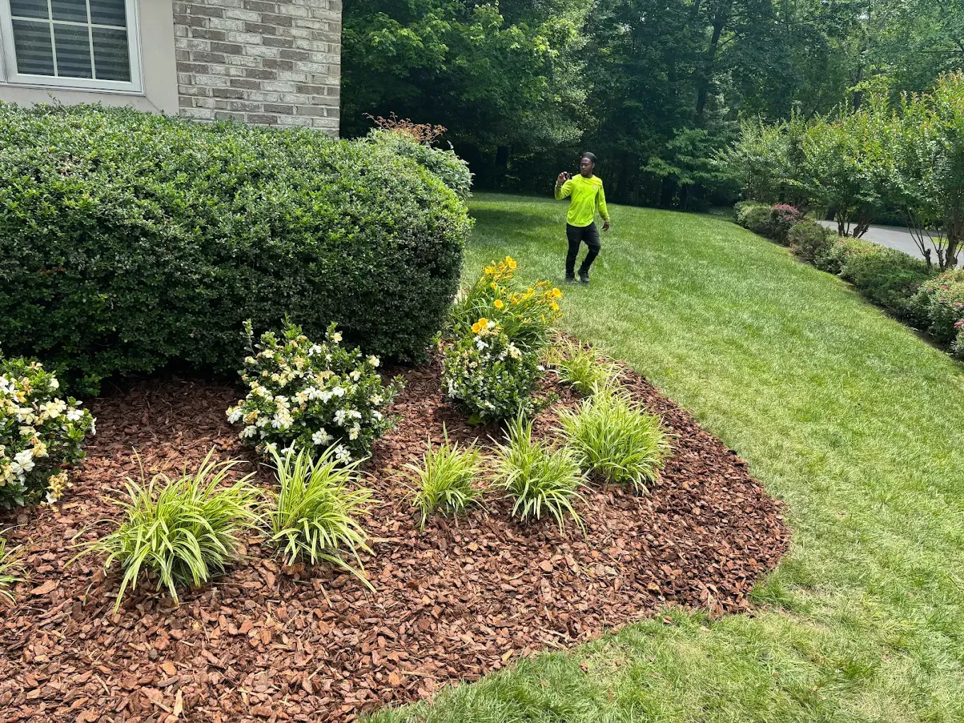 A person in a bright yellow shirt walks across a grassy lawn next to a landscaped garden bed with mulch and shrubs.