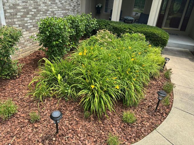 A landscaped yard with a flower bed featuring red mulch, various green shrubs, and a potted plant by a stone foundation.