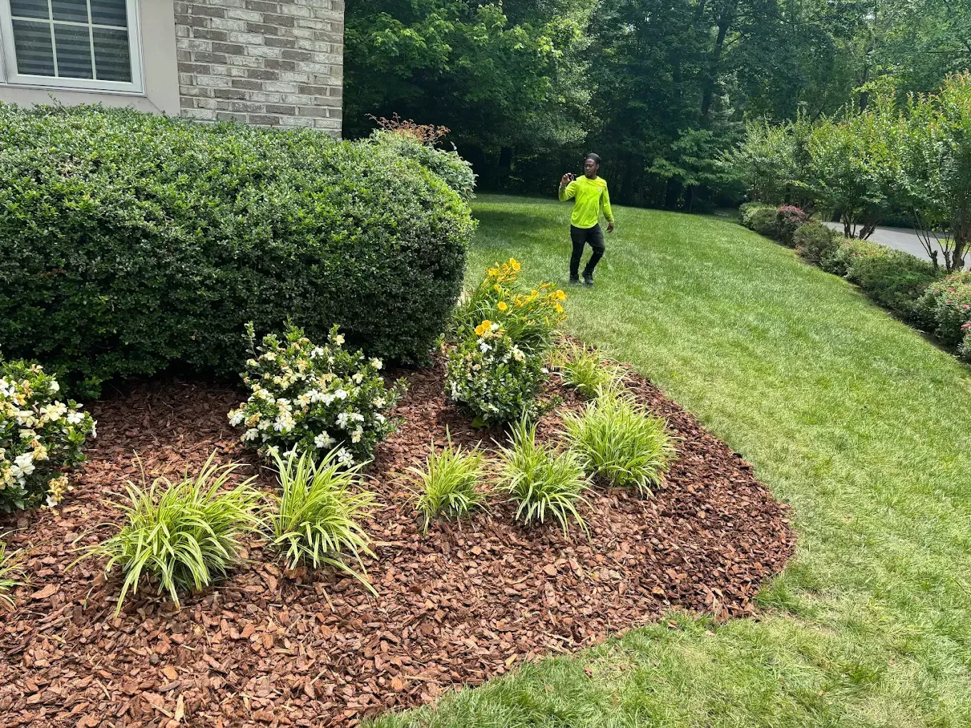 A person in a bright yellow shirt walks across a grassy yard next to a mulched landscape bed with shrubs and flowers.