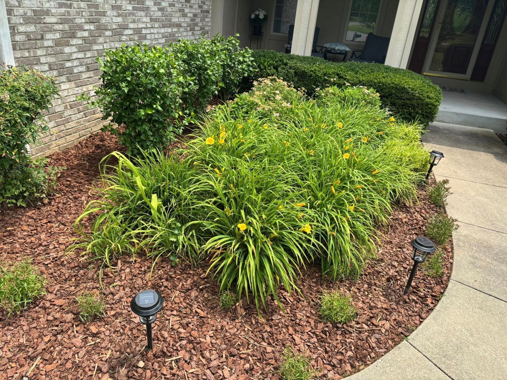 A mulched garden bed with daylilies and shrubs next to a light brick house wall and a concrete walkway.