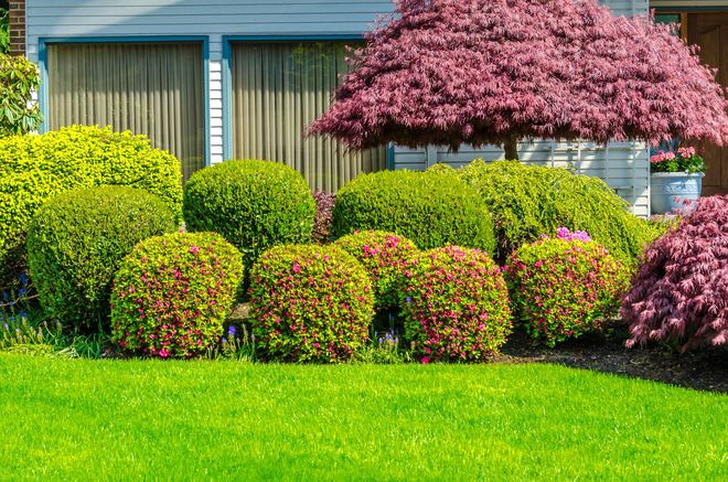 A neat residential garden with manicured green shrubs and a vibrant purple Japanese maple tree in front of a house.