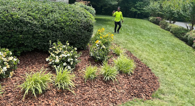 A person in a bright yellow shirt walks across a grassy lawn next to a landscaped garden bed with mulch and shrubs.
