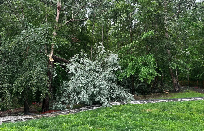 A fallen tree with light green leaves lies across a stone pathway in a lush, wooded park setting.