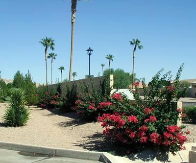 Vine-producing plants