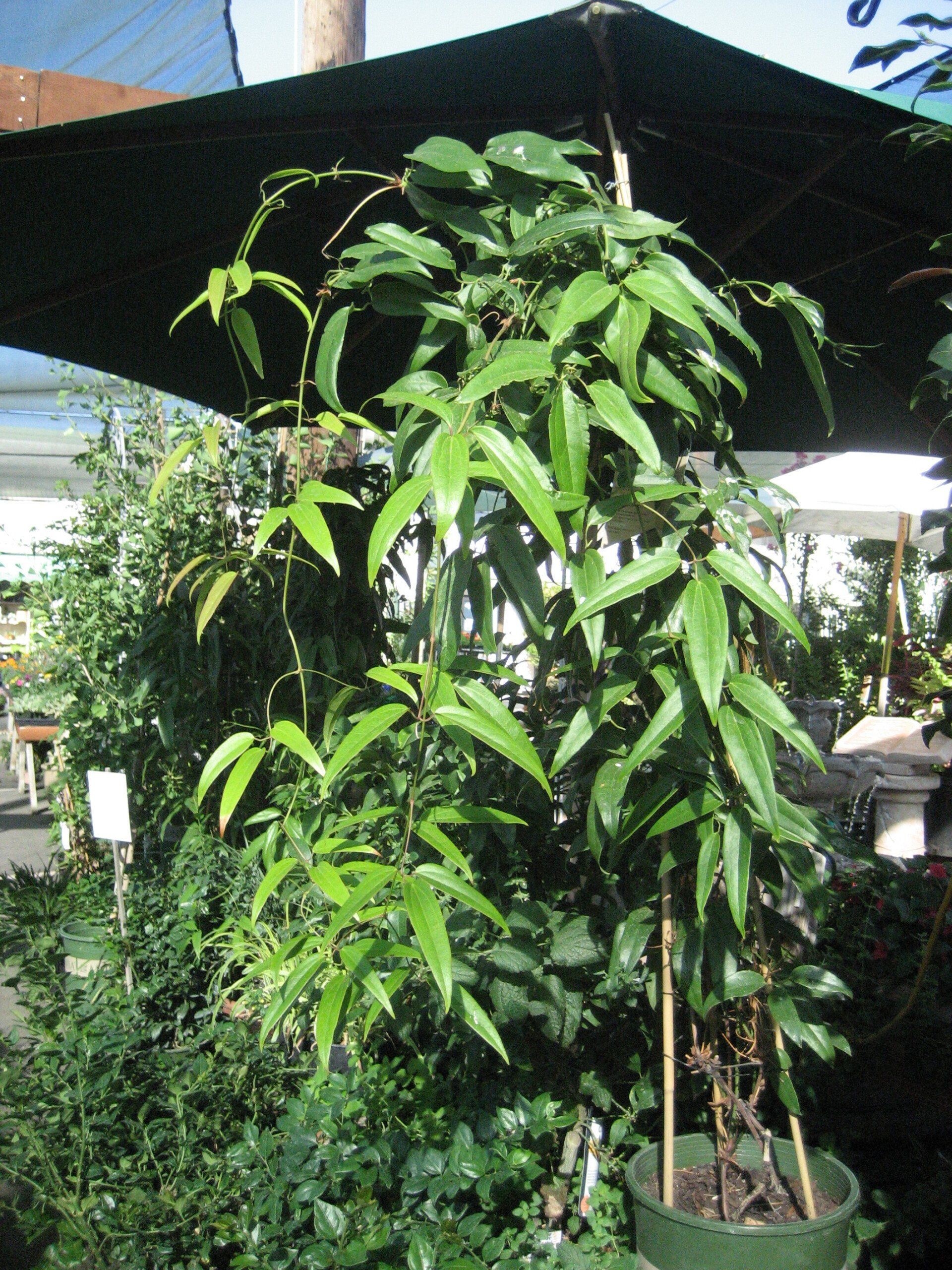 Vine-producing plants