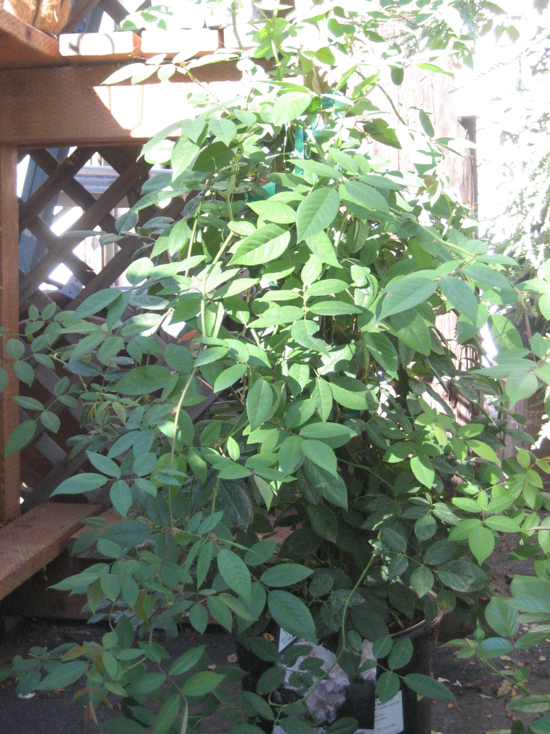 Vine-producing plants